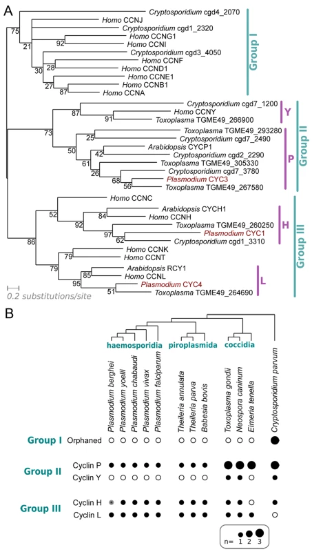 Characterisation of the cyclin repertoire of the <i>Apicomplexa</i>.