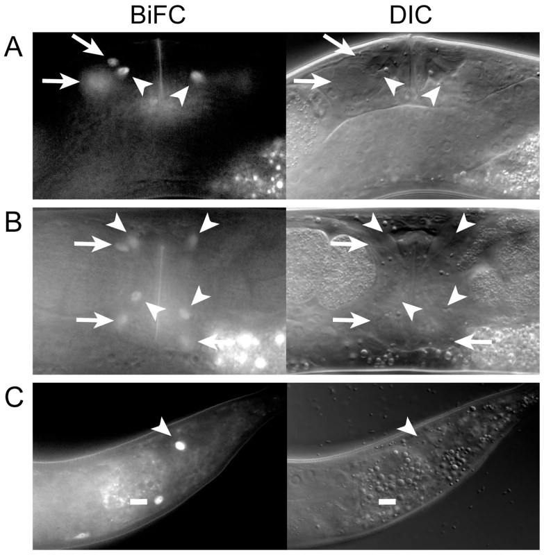 MLS-1 and UNC-37 are both co-expressed and interact in uterine, vulval, and enteric muscles.