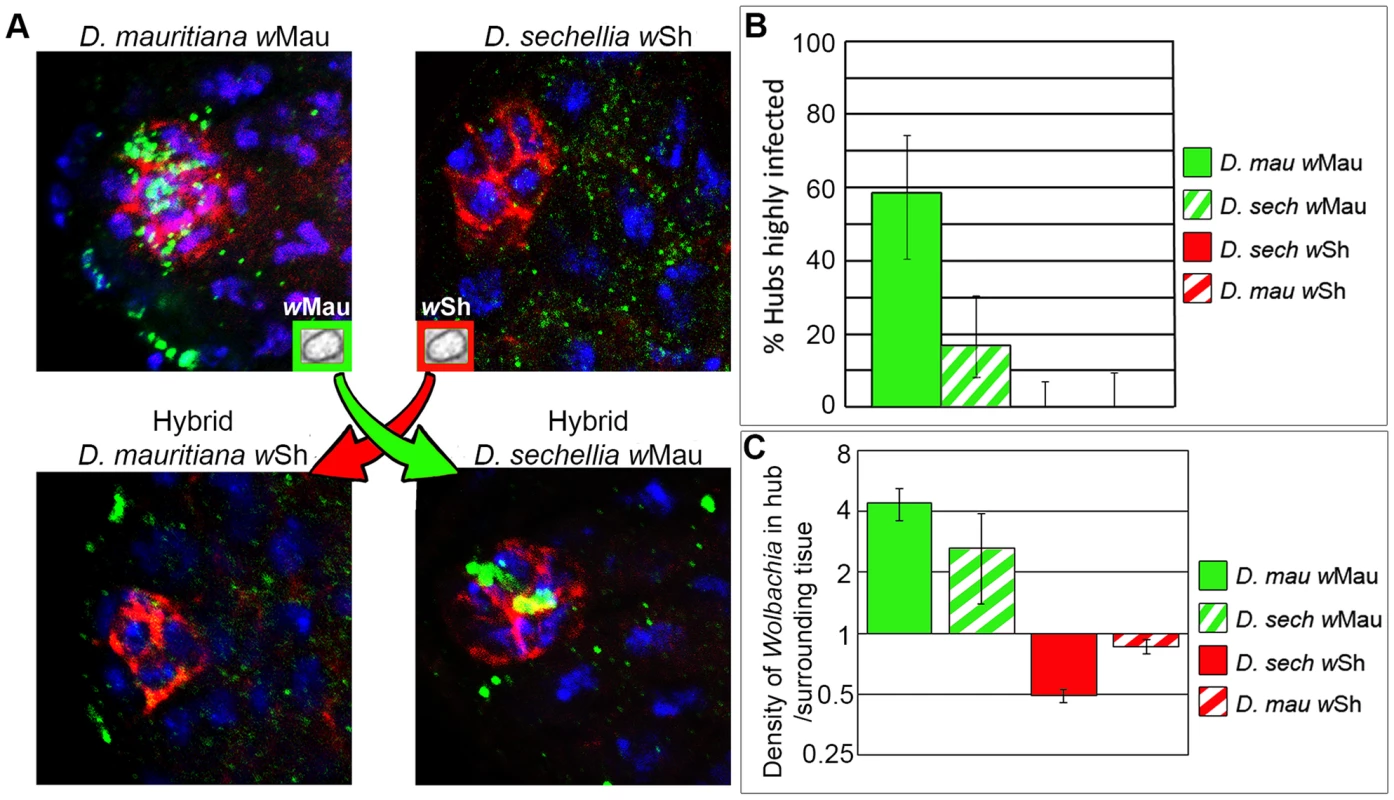 Both host and <i>Wolbachia</i> factors influence hub tropism.