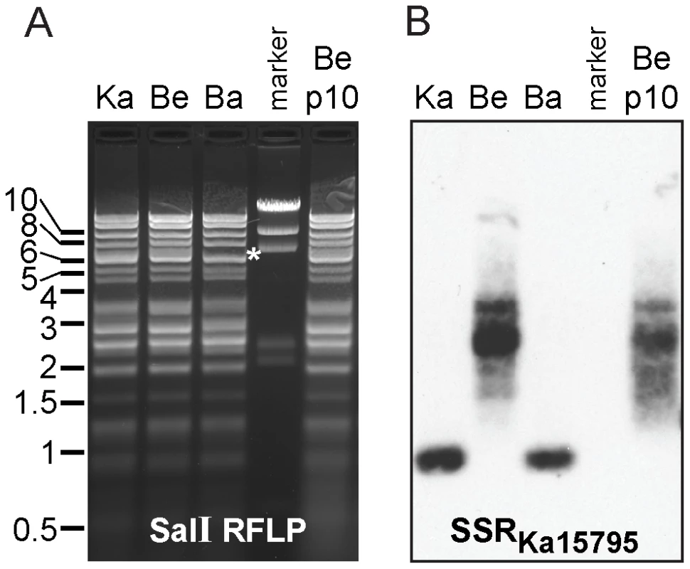 Southern blot of CAPRE-estimated SSR lengths.