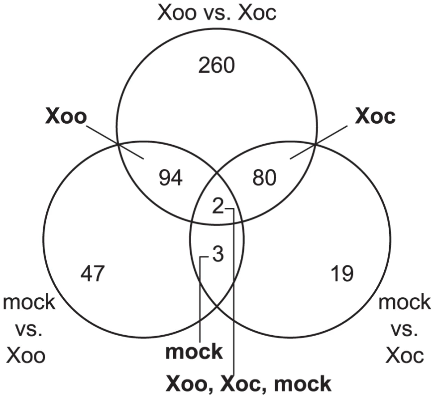 Rice transcriptional responses to <i>Xanthomonas oryzae</i> pv. oryzicola BLS256 (Xoc) or <i>X. oryzae</i> pv. oryzae PXO99<sup>A</sup> (Xoo).