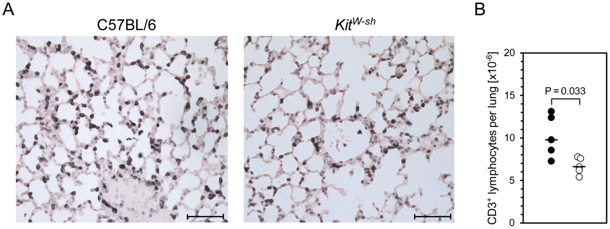 MC-deficiency is associated with less efficient recruitment of T cells to the infected lungs.