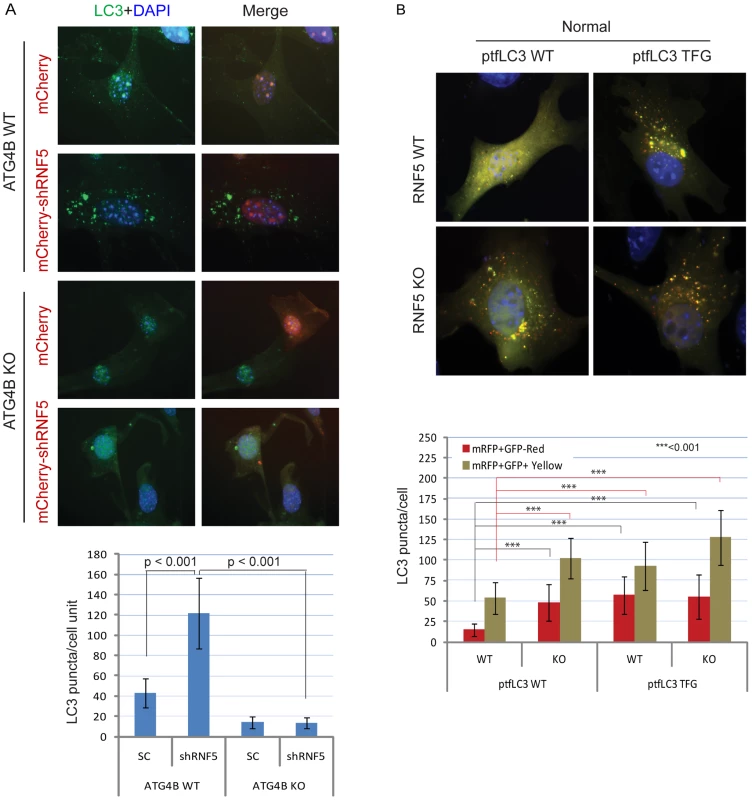 RNF5 regulates autophagosome formation.