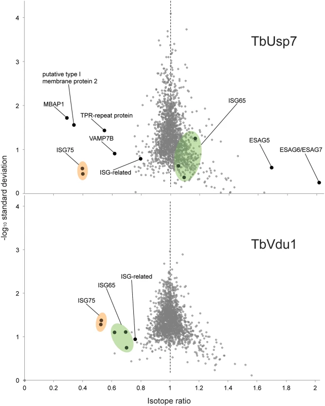 Volcano plots of protein abundance changes.