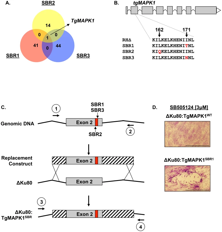 TgMAPK1 is an SBR gene.