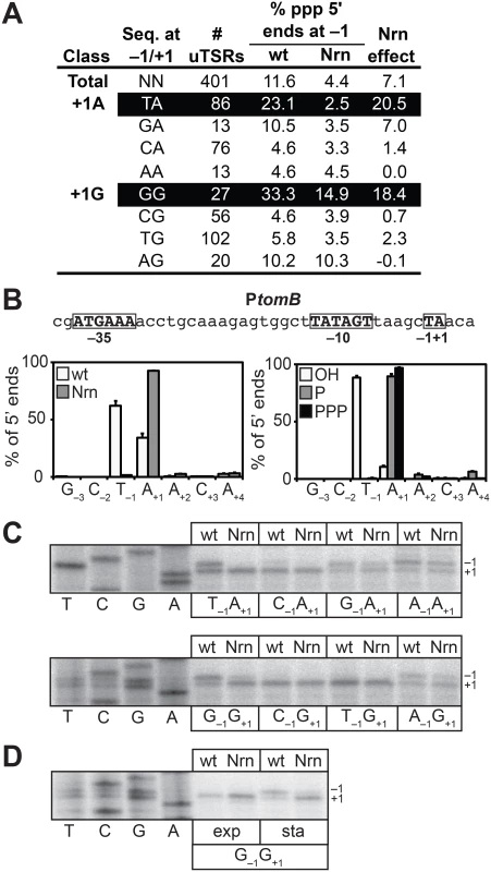 Detection of PDI in <i>E</i>. <i>coli</i>.