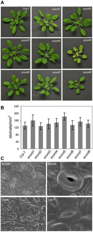 Morphological phenotypes of <i>scord</i> mutants of 4 to 5 weeks old.