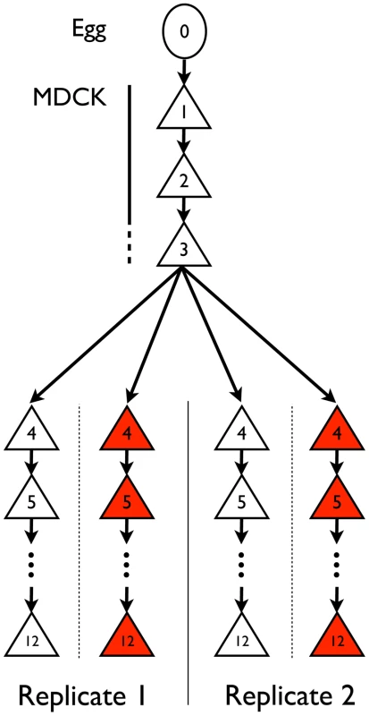 Experimental set-up.