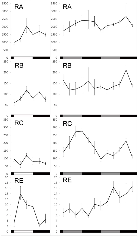 Translation of <i>dbt</i> transcripts in LD 12∶12 or constant dark (DD) conditions.
