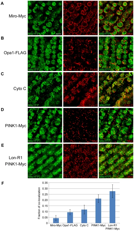 PINK1 accumulates in the mitochondrial matrix upon knockdown of Lon.