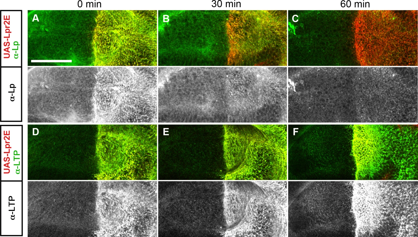 Lpr2E-mediated lipophorin association with cells is transient.