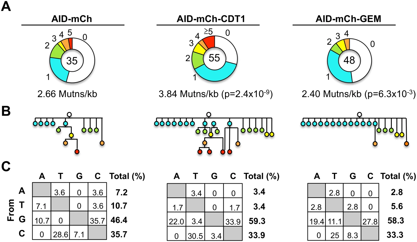 Frequencies and spectra of mutations at rearranged IgV<sub>H</sub> regions.