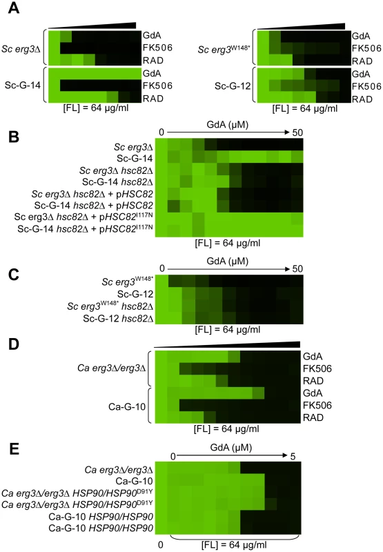 Mutations in <i>HSP90</i> confer resistance to azole and geldanamycin in two <i>S. cerevisiae</i> lineages and in one <i>C. albicans</i> lineage.