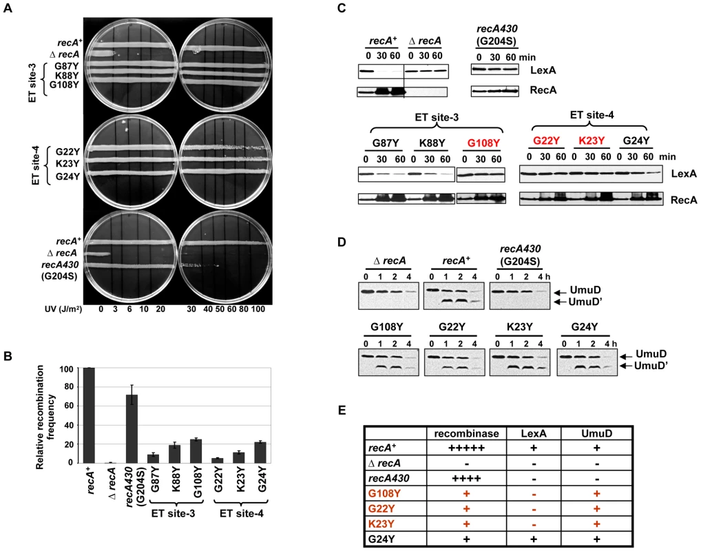 Residues in ET site-3 and site-4 specifically affect LexA cleavage.