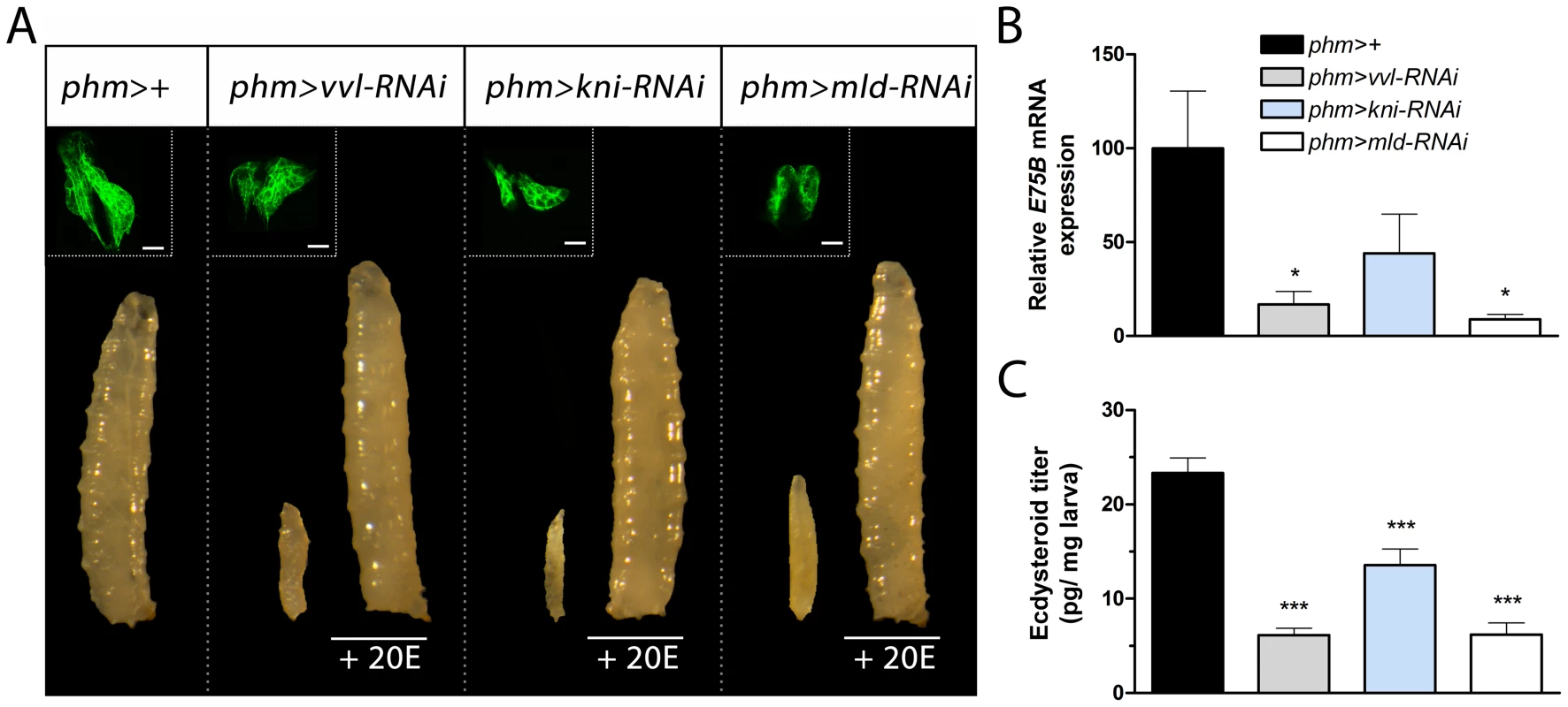 Knock down of <i>vvl</i>, <i>kni</i> and <i>mld</i> in the PG results in developmental arrest and reduces ecdysteroid levels.
