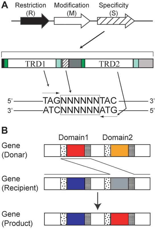Type I RM system.