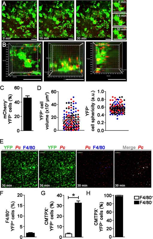 <i>In vivo</i> analysis of iRBC uptake by subcapsular RP DCs during pre-crisis.