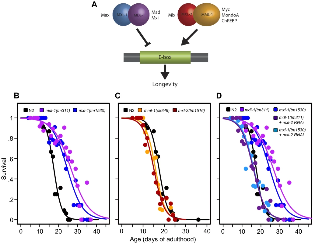 The <i>C. elegans</i> Myc-Mondo/Mad complexes have opposing functions in longevity.