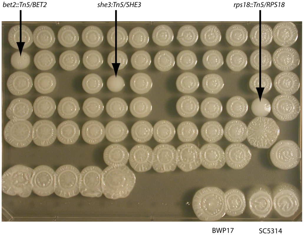 Few strains haploinsufficient in pooled growth have defects in filamentation.