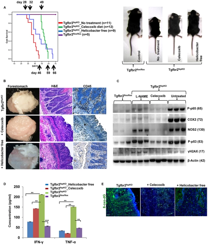 Anti-inflammation delays SCC development and prolongs survival of Tgfbr2<sup>fspKO</sup> mice.