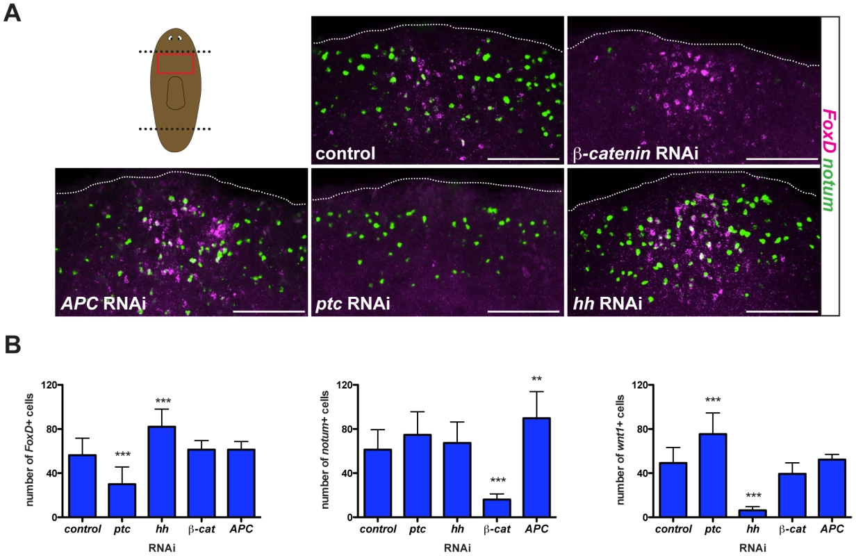 Hh signaling is required for wound-induced <i>FoxD</i> expression.