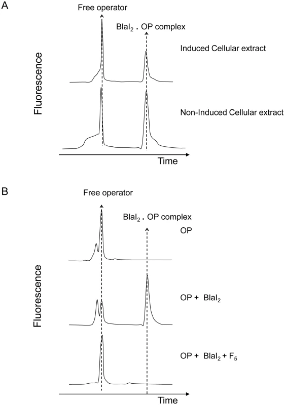 Fluorescent EMSA demonstrate the presence of a coactivator in induced BS995 cellular extracts.