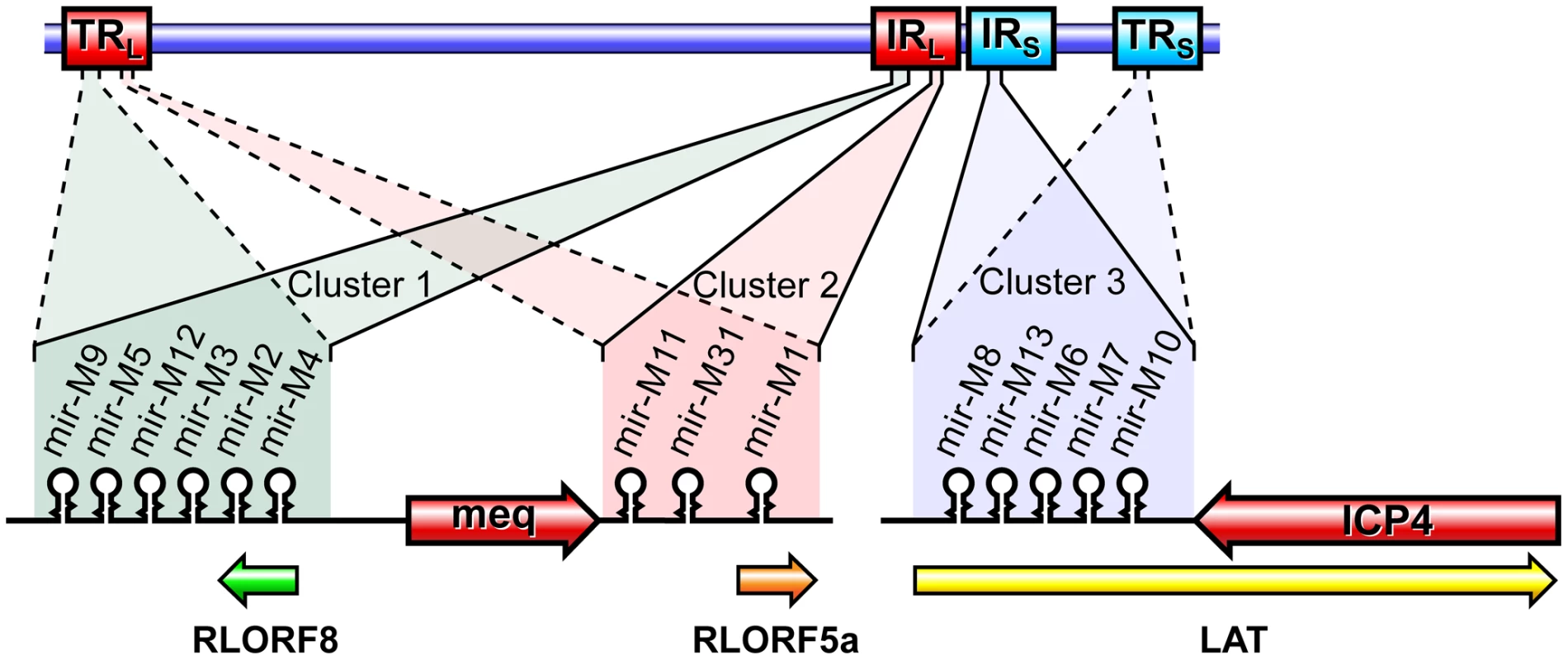 Genome structure of MDV showing positions of the miRNAs.