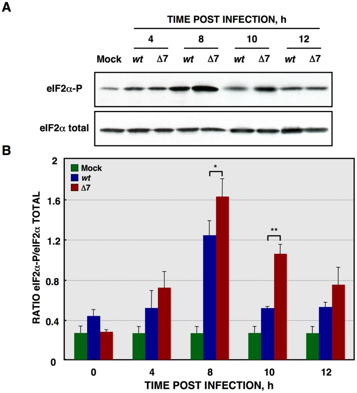 eIF2α phosphorylation during rTGEV infection.