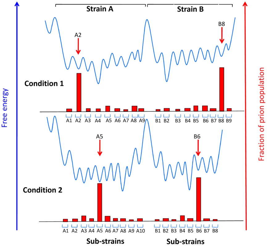 Conjectural free energy landscape for prion strains and sub-strains.
