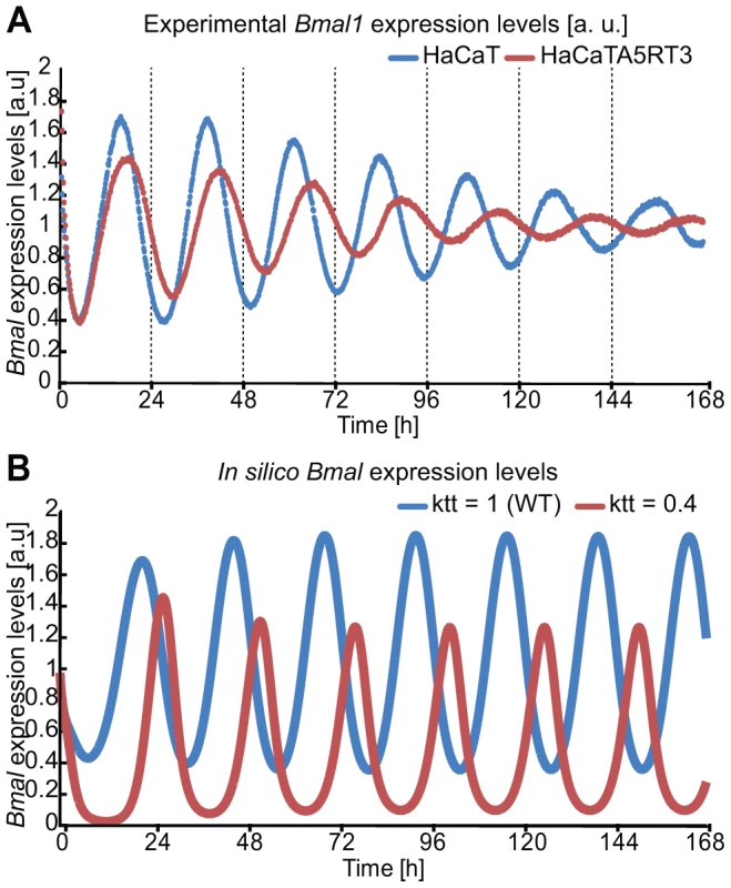 In silico perturbation of BMAL-mediated transcription reproduces HaCaT vs A5RT3 phenotype.