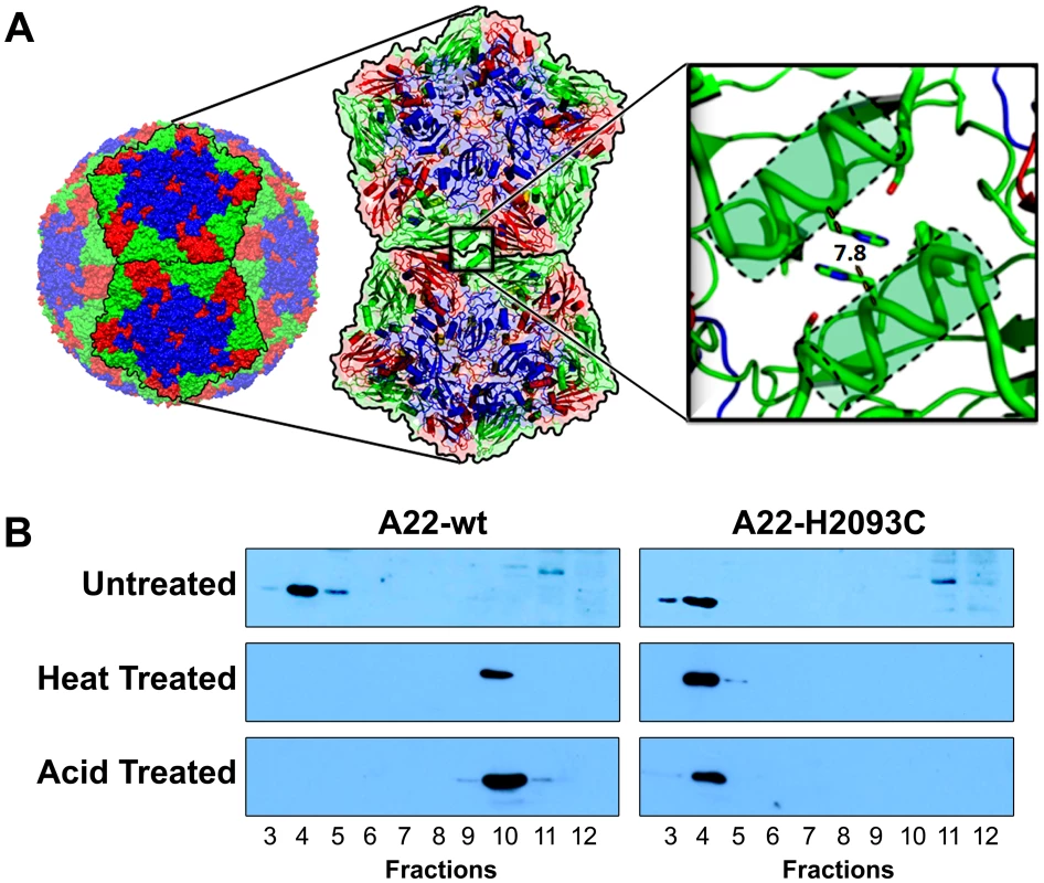 Rational design to produce stable empty capsids of FMDV A22.