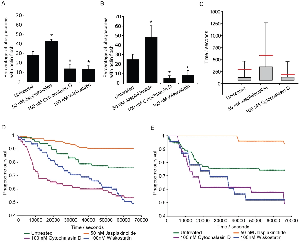 Modulation of actin flashes influences the incidence of expulsion.