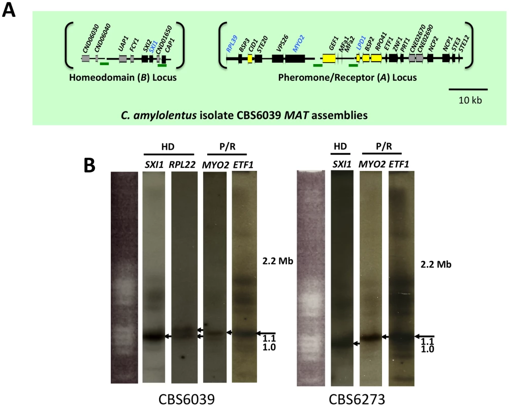 <i>C. amylolentus MAT</i> loci and chromosomal locations.