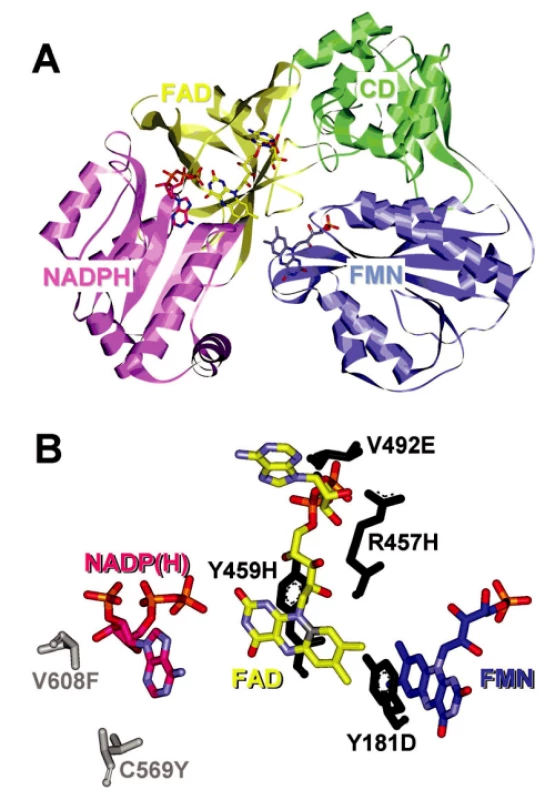 Struktura krysí NADPH-cytochrom P450 oxidoreduktázy vykazující 95% sekvenční identitu s lidskou CYPOR
Panel A – stužkový diagram terciární struktury CYPOR s vyznačeným N a C koncem. 
FMN-vážící doména je označená modře, spojující doména je označená zeleně, FAD-vážící doména je označená žlutě a NADPH-vážící doména je označena růžově
Panel B – polymorfizmy nacházející se v blízkosti FMN, FAD a NADPH jsou znázorněné v pevné konfiguraci. Varianty 1 až 4 (černě) korelují s těžkými mutacemi způsobujícími ABS, zatímco
5–6 (sivě) korelují s lehčími mutacemi vedoucími ke poruše v steroidogenezi (22, 25)