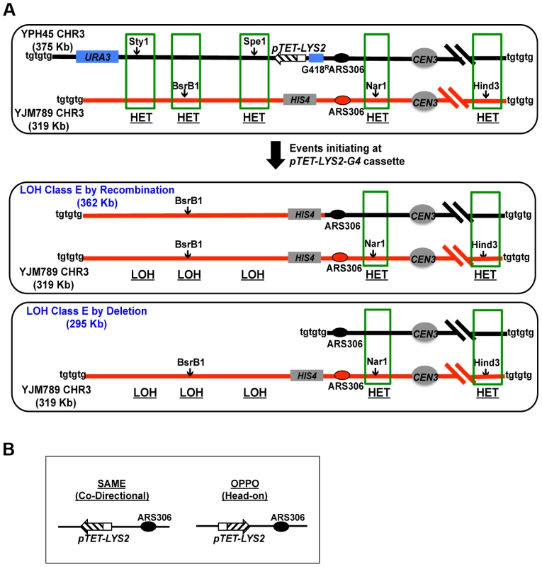 Loss of Heterozygosity (LOH) assay.