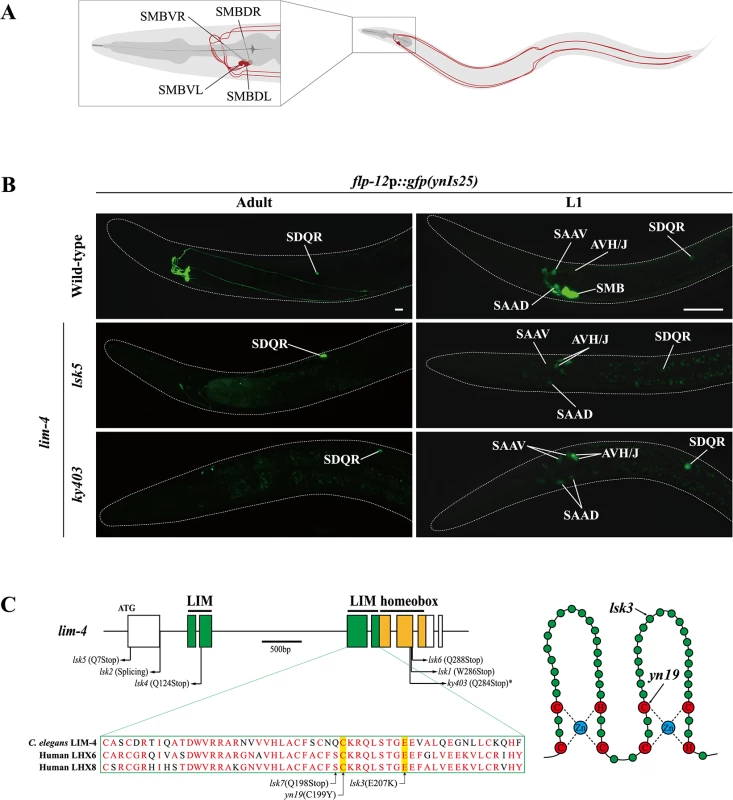 Expression of a <i>flp-12</i> neuropeptide reporter is abolished in the SMB neurons of <i>lim-4</i> mutants.