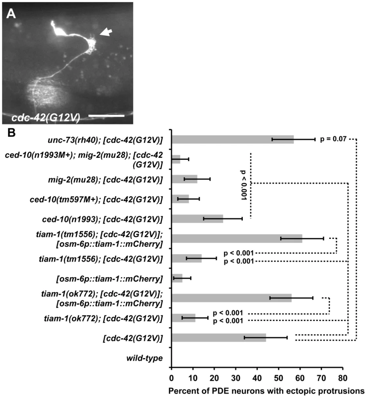 TIAM-1 acts cell autonomously downstream of CDC-42.