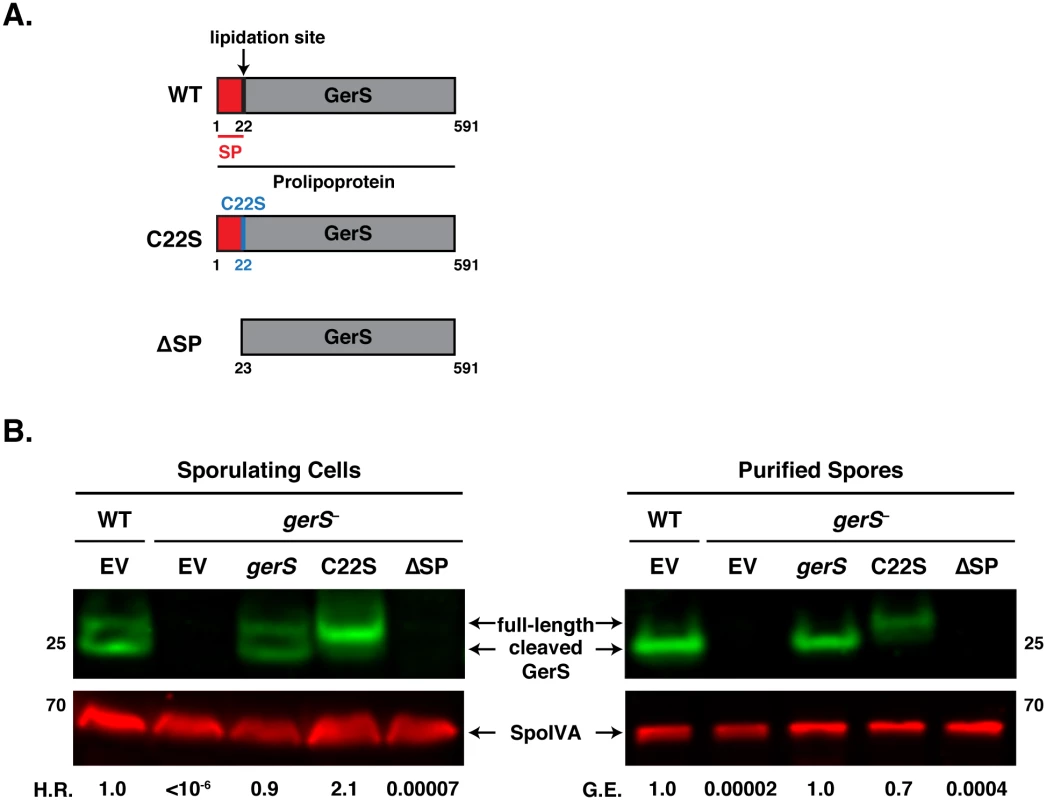 The signal peptide of GerS, but not its lipidation site, is required for germination.