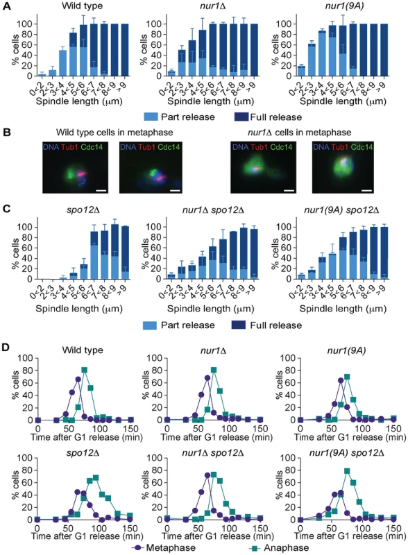 Phosphorylated Nur1 contributes to Cdc14 sequestration in early anaphase.