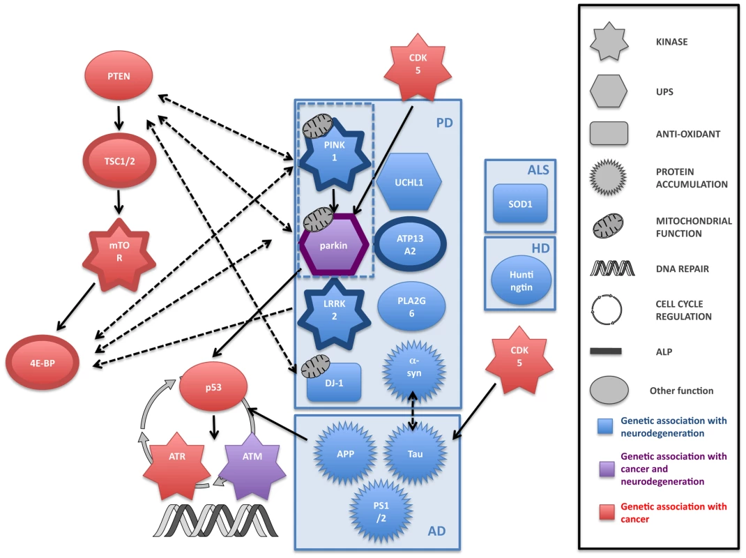 Common pathways to cancer and neurodegeneration?