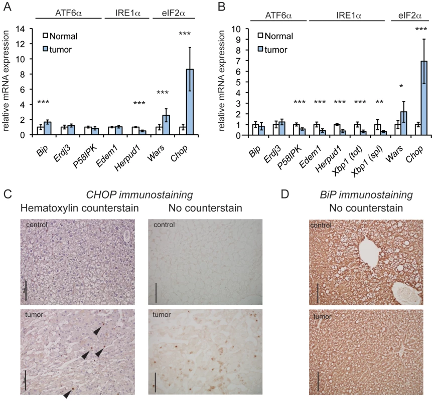CHOP is upregulated in a genetic mouse model of HCC.