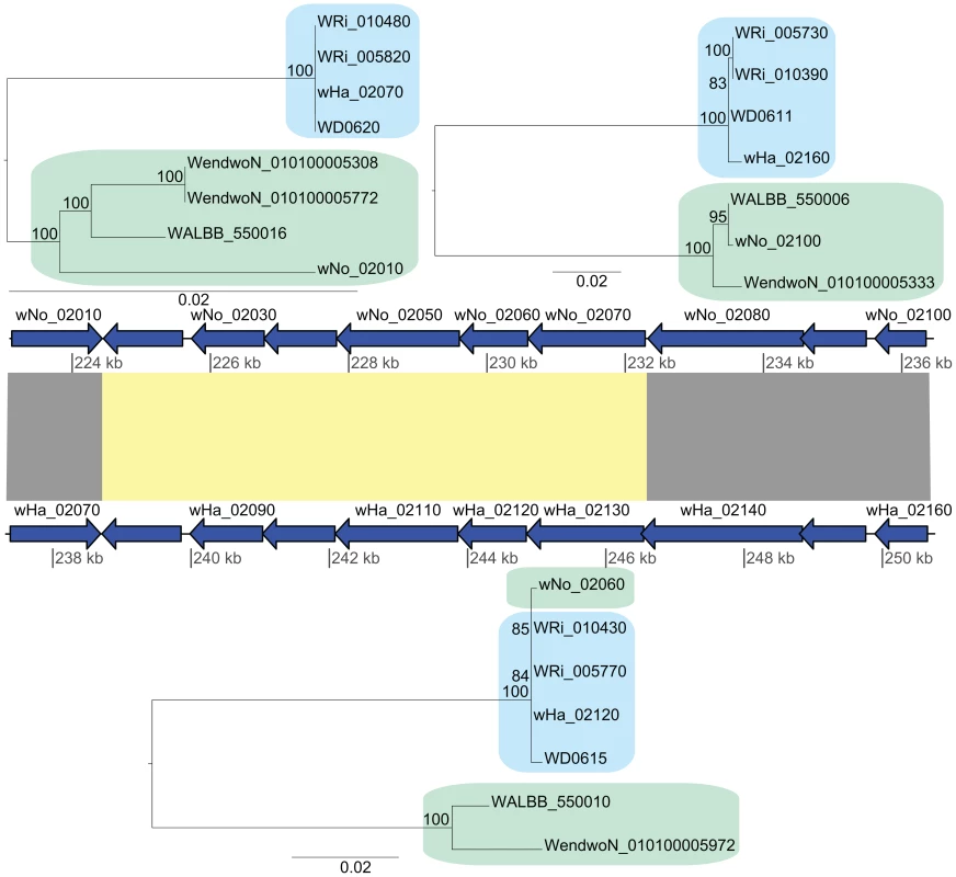 Recombination of chromosomal genes between the supergroup A and B strains.