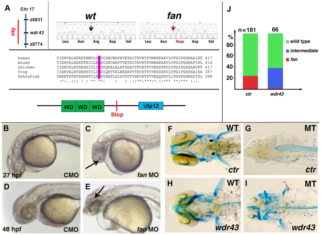 <i>fan</i> encodes zebrafish Wdr43/Utp5.