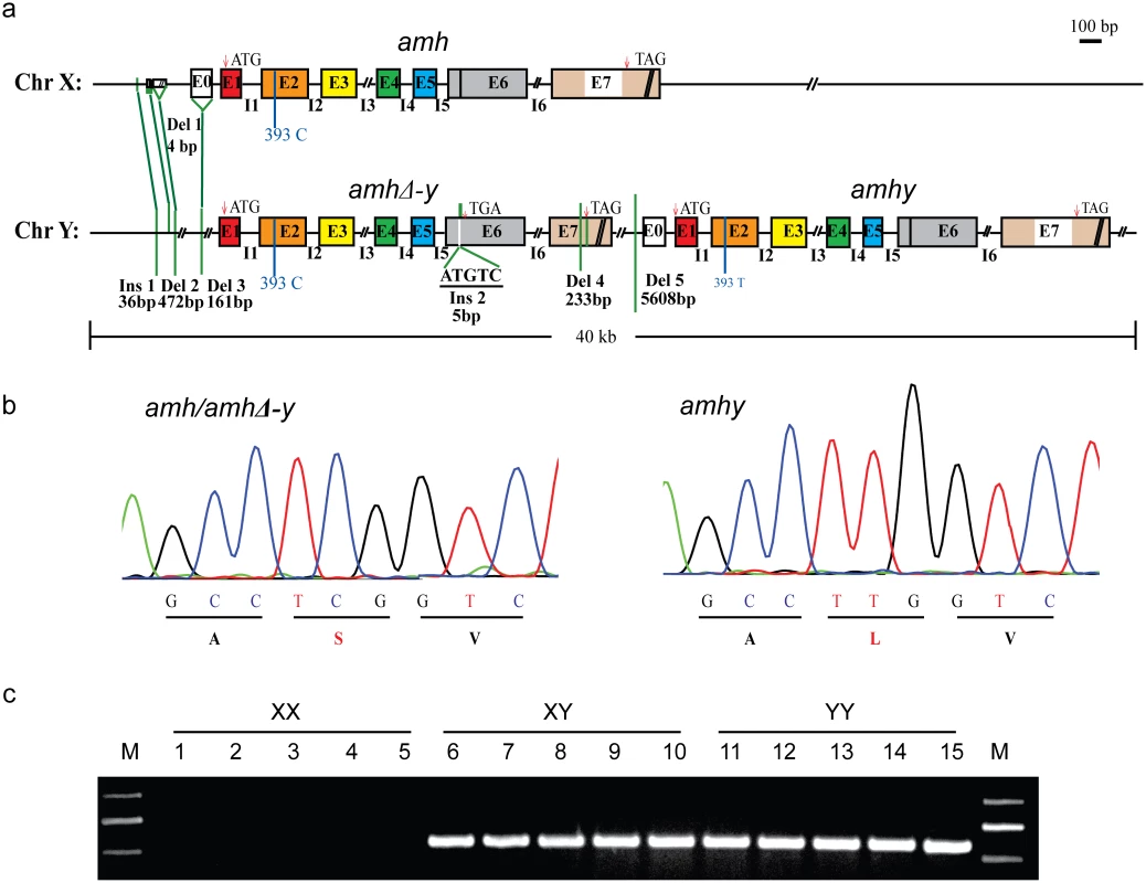 Schematic representation of <i>amh/amhΔ-y/amhy</i> gene structure on the Y and X chromosome.