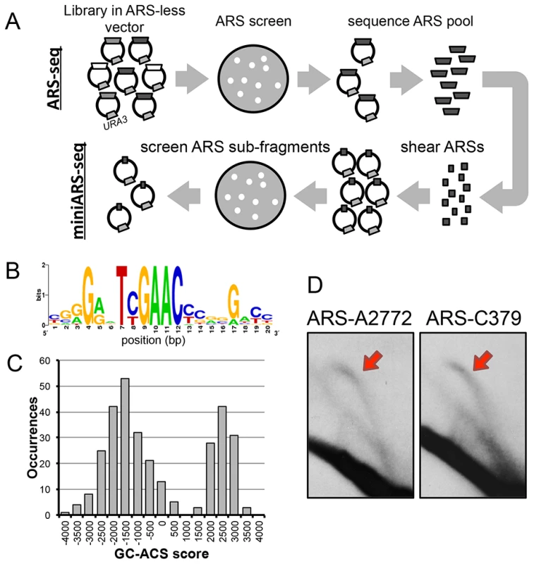 Mapping of replication origins in <i>P. pastoris</i>.