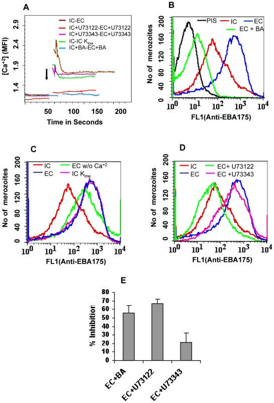 Cytosolic calcium levels and expression of EBA175 on merozoite surface in response to changes in ionic conditions.