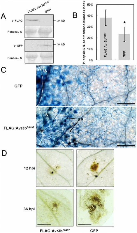 Expression of Avr3b<sup>P6497</sup> in <i>N. benthamiana</i> increased <i>Phytophthora</i> susceptibility and suppressed ROS accumulation.