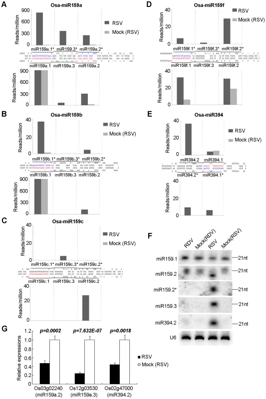 Phased miRNAs induced in RSV-infected rice.