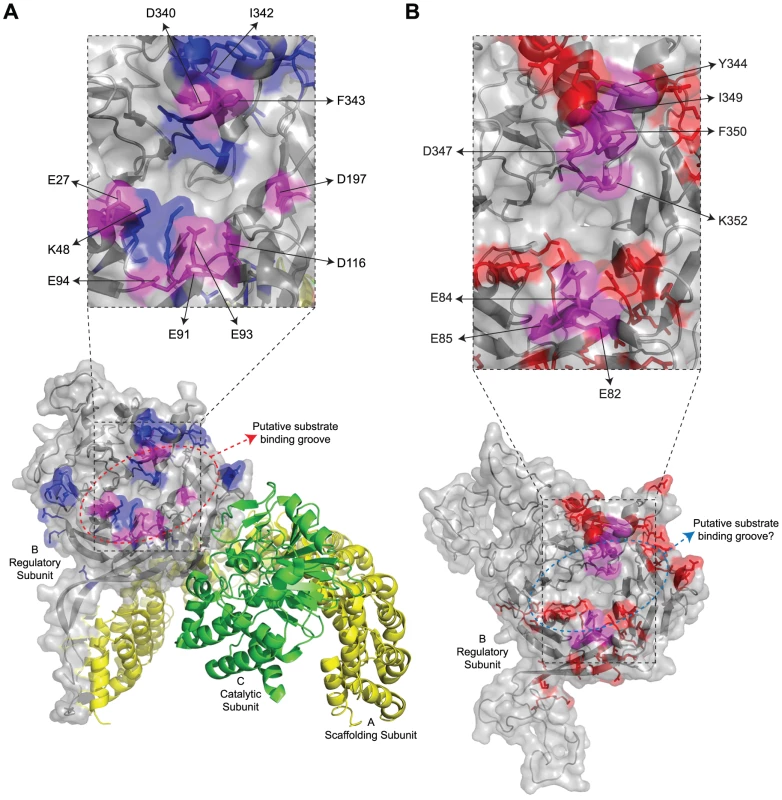 Summary of mutations in mammalian B55α and yeast Cdc55 that affected E4orf4 association.