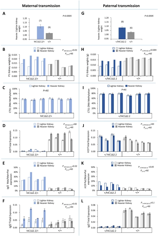 Kidney asymmetry and <i>H19/Igf2</i> expression and imprinting on maternal and paternal transmission of the <i>H19</i><sup><i>+/hIC1</i>Δ<i>2</i>.<i>2</i></sup> allele.